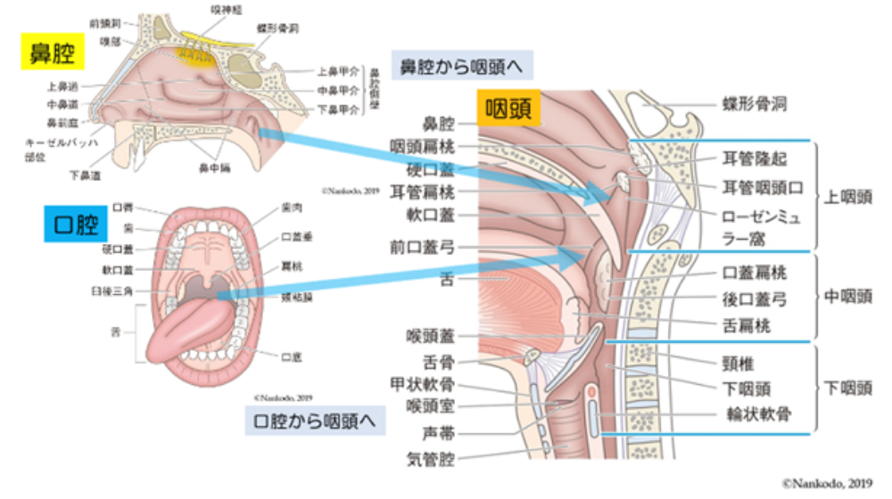 鼻詰まりの原因は？日常でできる解消方法や長引く場合の対処法を紹介