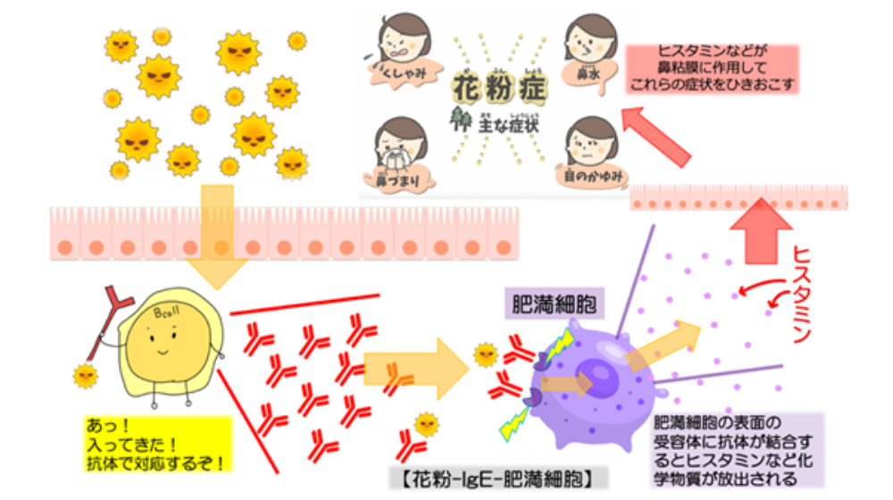 鼻詰まりの原因は？日常でできる解消方法や長引く場合の対処法を紹介