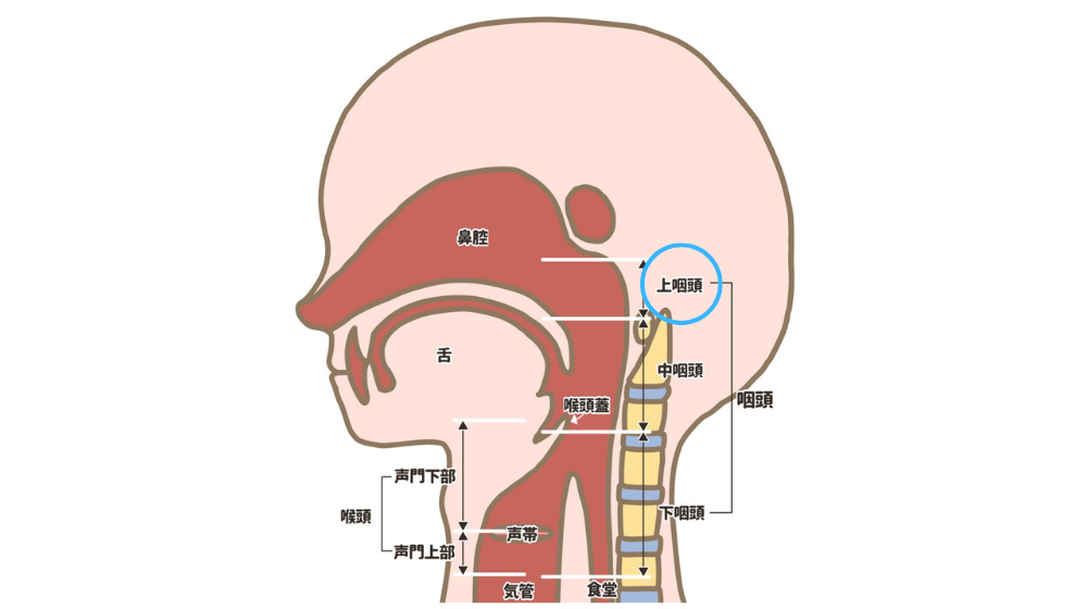 鼻詰まりの原因は？日常でできる解消方法や長引く場合の対処法を紹介