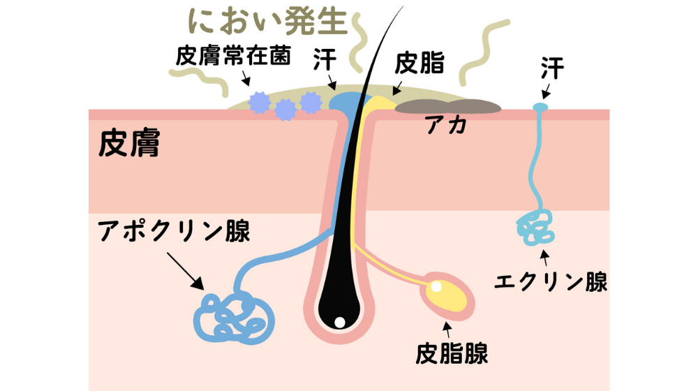 わき用クリーム