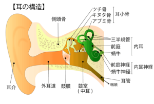 耳掃除の頻度について、まずは耳の構造から