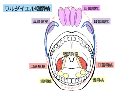 急性扁桃炎の症状や早く治す方法を解説|急性咽頭炎との違いは? - PIT DOCTOR
