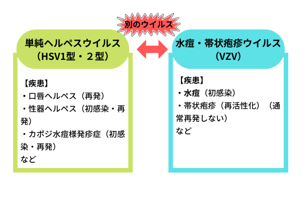 単純ヘルペスウイルス(HSV1型・2型)と水痘・帯状疱疹ウイルス(VZV)で起こる疾患の比較図