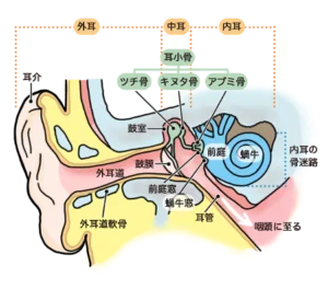 耳の構造 外耳・中耳・内耳と、耳小骨や耳管の位置を示した断面図